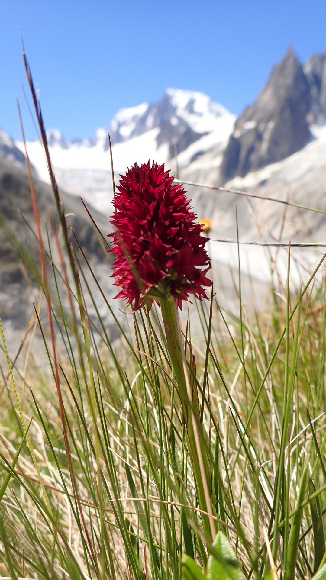 Flore alpine massif du Mont Blanc Jardin de Talèfre