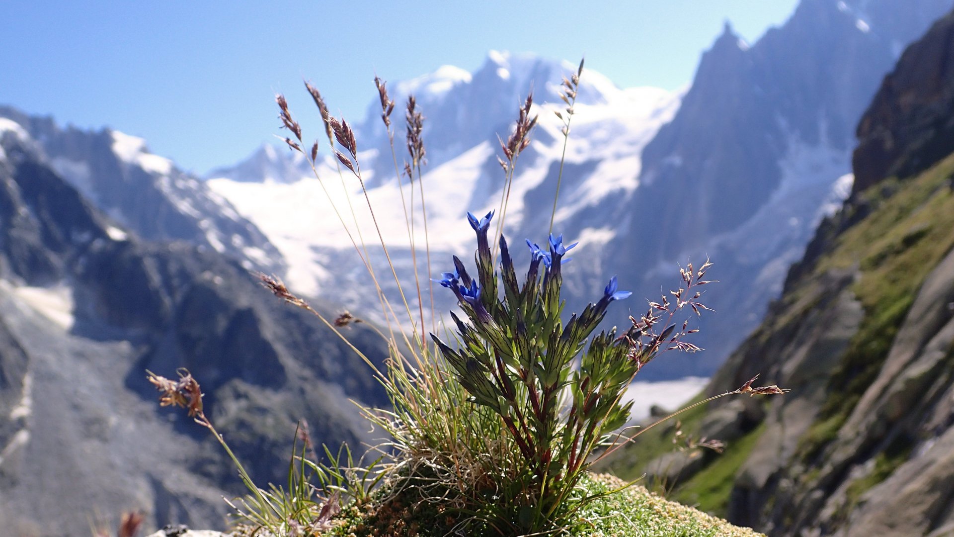 Flore alpine massif du Mont Blanc Jardin de Talèfre
