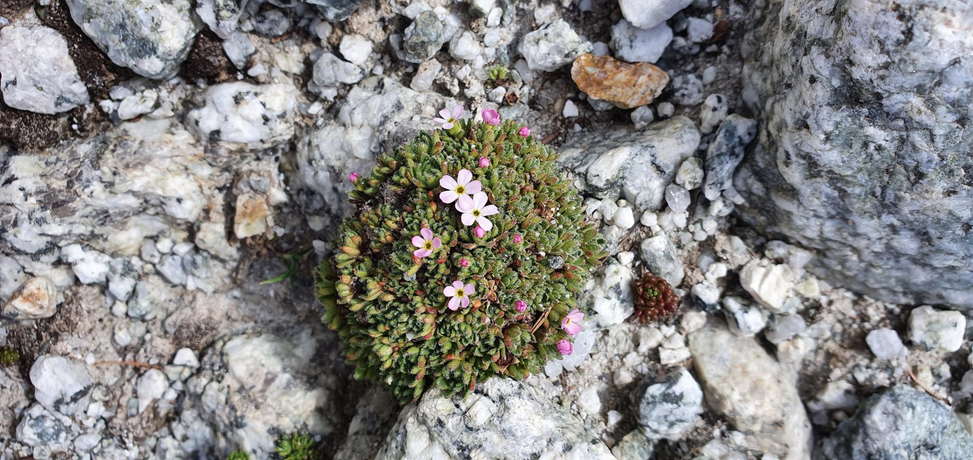 Flore alpine massif du Mont Blanc Jardin de Talèfre