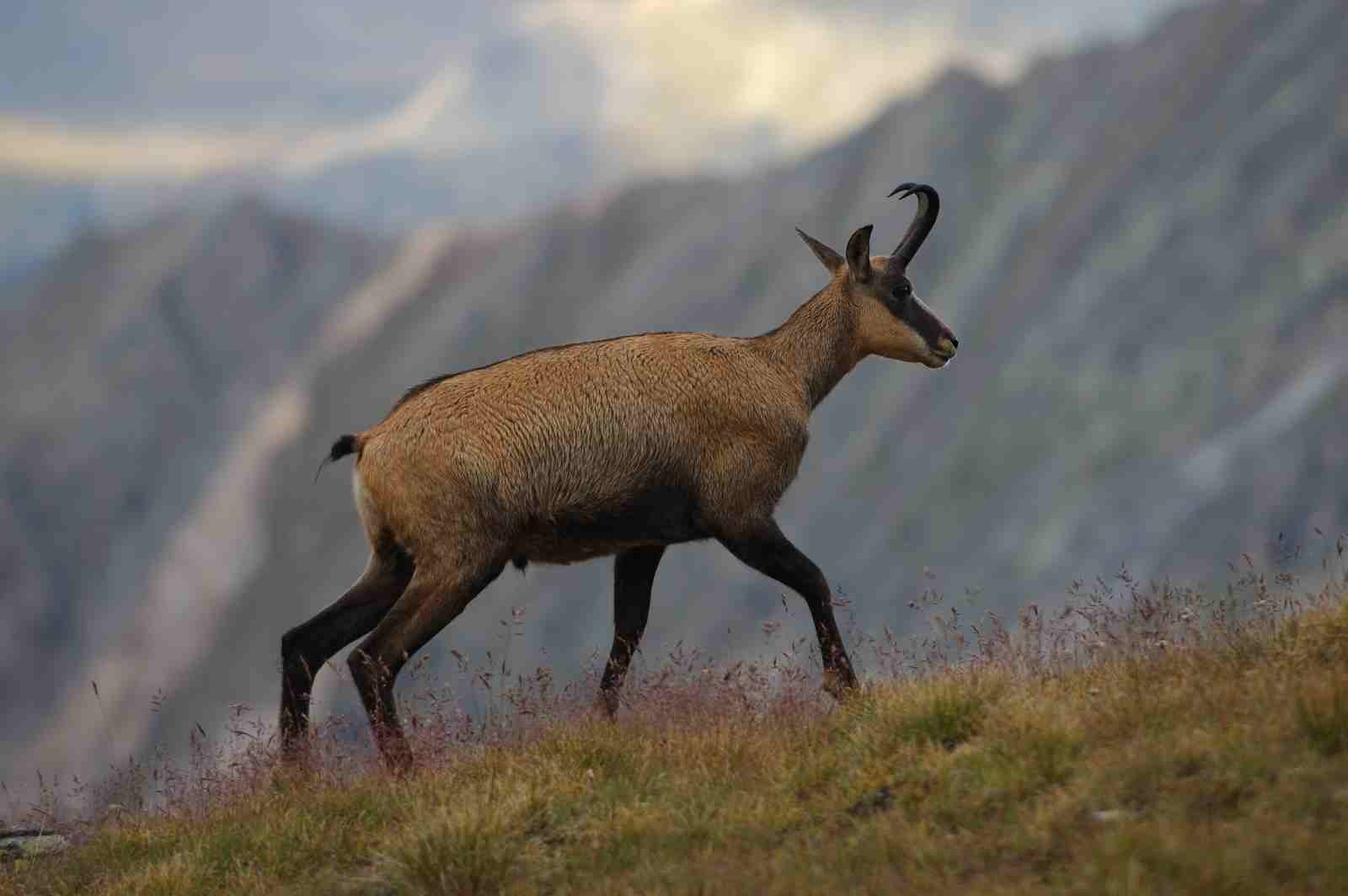 Hiking - Gran Paradiso national park | Chamonix Guides